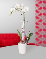 /album/anthurium/tek-dal-beyaz-orkide-jpg/